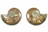 Cut & Polished Ammonite Fossil - Madagascar #377518-1